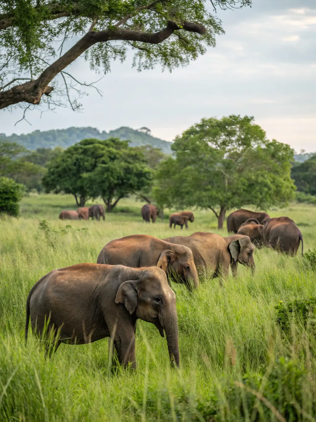 A captivating shot of elephants in their natural habitat at Yala National Park, with a focus on wildlife conservation and the park's diverse ecosystem. The image should evoke a sense of adventure and discovery.